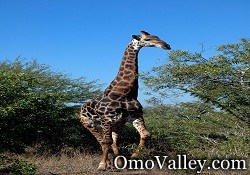 Giraffe in the Lower Omo Valley